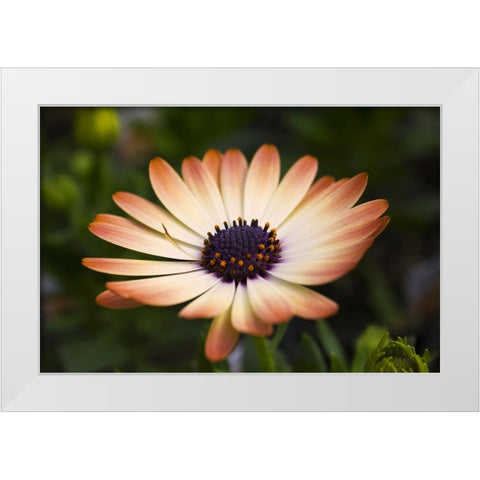 Flower 35 White Modern Wood Framed Art Print by Lee, Rachel