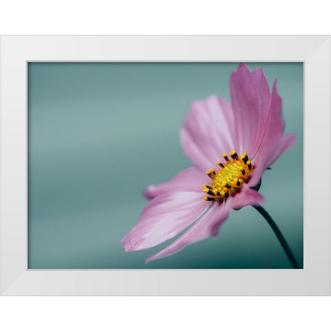 Flower 36 White Modern Wood Framed Art Print by Lee, Rachel