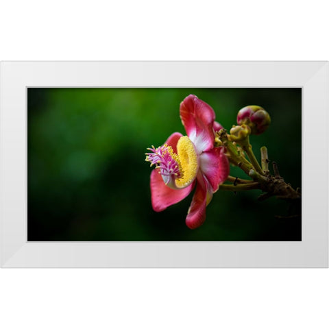 Flower 5 White Modern Wood Framed Art Print by Lee, Rachel