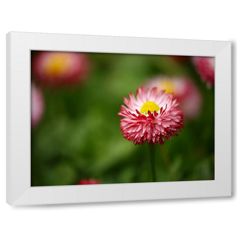 Flower 51 White Modern Wood Framed Art Print by Lee, Rachel