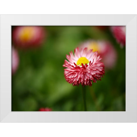 Flower 51 White Modern Wood Framed Art Print by Lee, Rachel