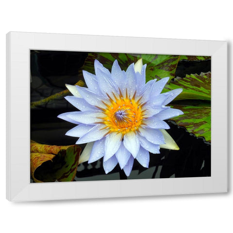 Flower 7 White Modern Wood Framed Art Print by Lee, Rachel