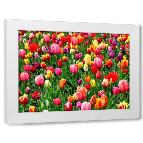 Flower 73 White Modern Wood Framed Art Print by Lee, Rachel