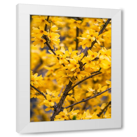 Flower 77 White Modern Wood Framed Art Print by Lee, Rachel