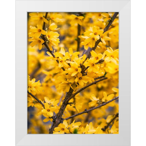 Flower 77 White Modern Wood Framed Art Print by Lee, Rachel