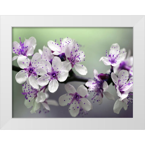 Flower 79 White Modern Wood Framed Art Print by Lee, Rachel