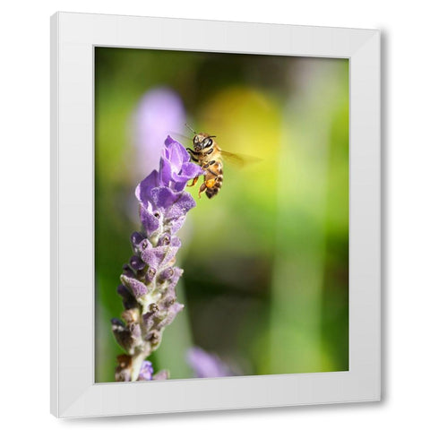 Flower Bee 2 White Modern Wood Framed Art Print by Lee, Rachel