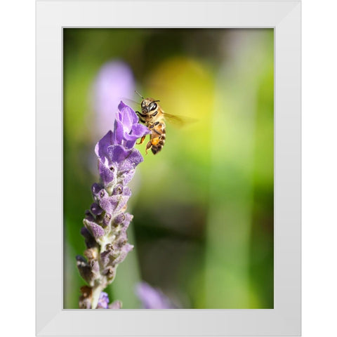 Flower Bee 2 White Modern Wood Framed Art Print by Lee, Rachel
