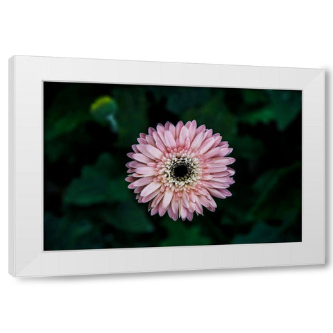 Flower Carnation White Modern Wood Framed Art Print by Lee, Rachel