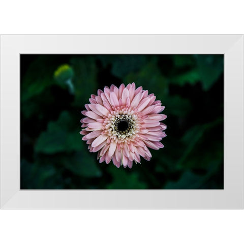Flower Carnation White Modern Wood Framed Art Print by Lee, Rachel