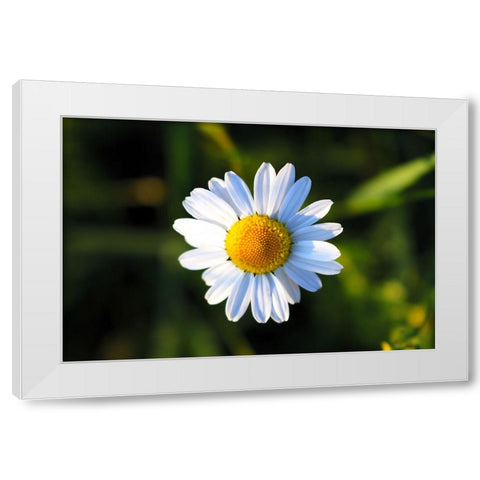 Flower Daisy White Modern Wood Framed Art Print by Lee, Rachel