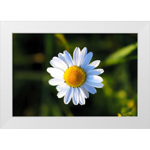Flower Daisy White Modern Wood Framed Art Print by Lee, Rachel