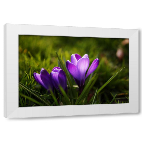 Flower Lilac White Modern Wood Framed Art Print by Lee, Rachel