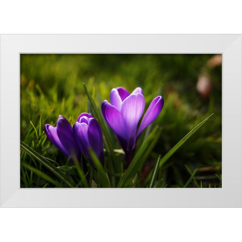 Flower Lilac White Modern Wood Framed Art Print by Lee, Rachel
