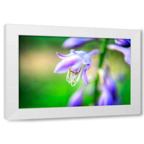 Flower Purple White Modern Wood Framed Art Print by Lee, Rachel