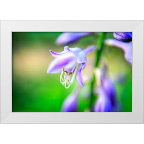 Flower Purple White Modern Wood Framed Art Print by Lee, Rachel