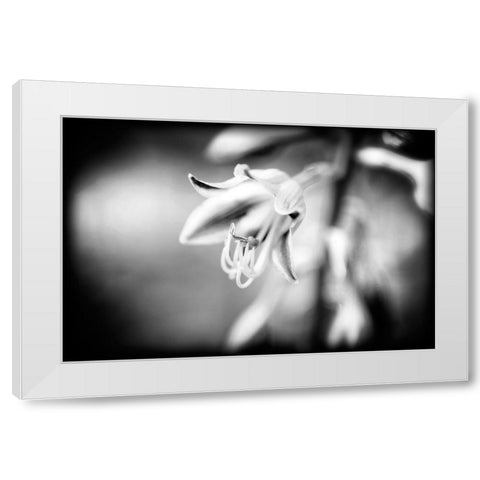 Flower Purple BW Holga White Modern Wood Framed Art Print by Lee, Rachel