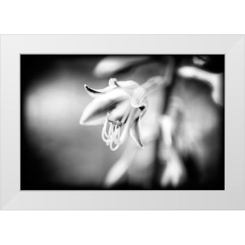 Flower Purple BW Holga White Modern Wood Framed Art Print by Lee, Rachel