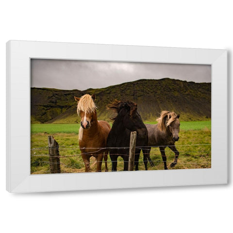 Horse 2 White Modern Wood Framed Art Print by Lee, Rachel