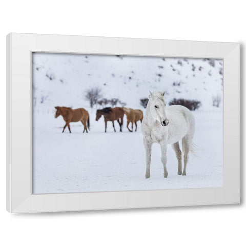 Horse 13 White Modern Wood Framed Art Print by Lee, Rachel