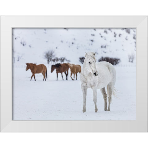 Horse 13 White Modern Wood Framed Art Print by Lee, Rachel