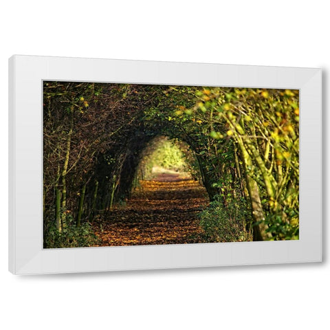 Pathway White Modern Wood Framed Art Print by Lee, Rachel