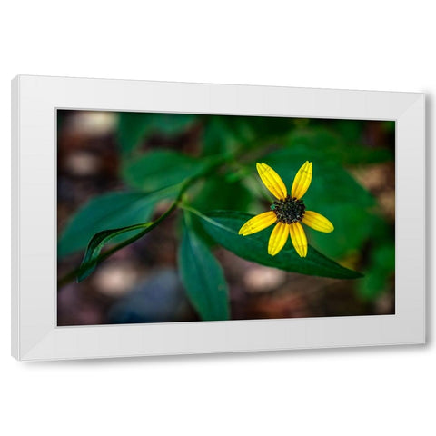Pocket Wilderness 5 White Modern Wood Framed Art Print by Lee, Rachel