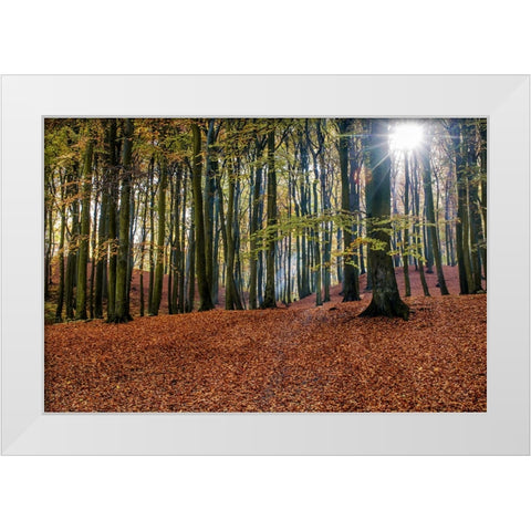Trees 10 White Modern Wood Framed Art Print by Lee, Rachel