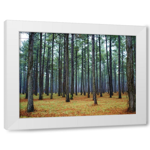 Trees 36 White Modern Wood Framed Art Print by Lee, Rachel