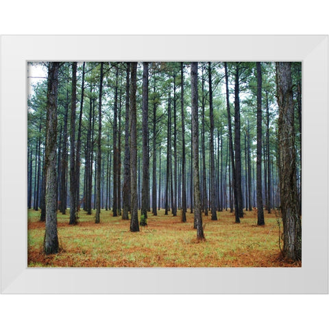 Trees 36 White Modern Wood Framed Art Print by Lee, Rachel