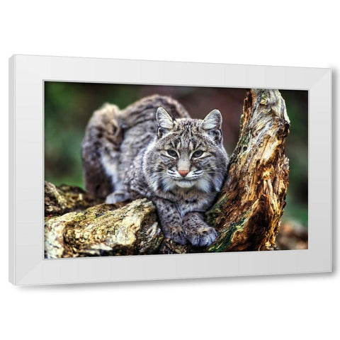 Wildlife 7 White Modern Wood Framed Art Print by Lee, Rachel