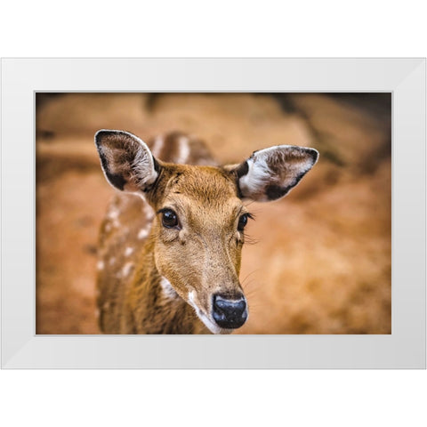 Wildlife 8 White Modern Wood Framed Art Print by Lee, Rachel