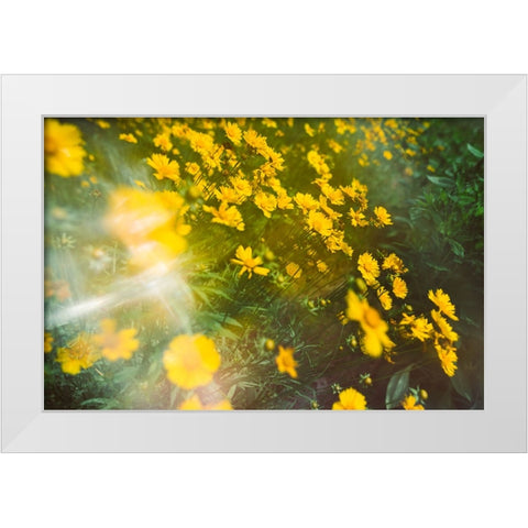 Springtime White Modern Wood Framed Art Print by Malone, Will