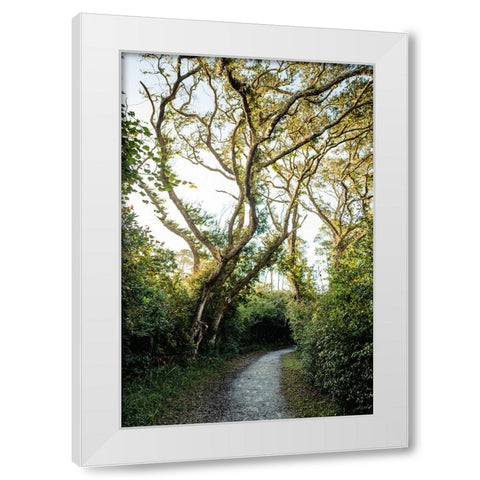 Pathway White Modern Wood Framed Art Print by Malone, Will