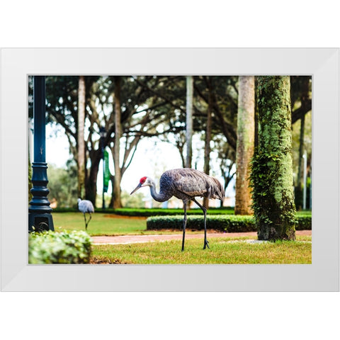2 Birds and a Lizard White Modern Wood Framed Art Print by Malone, Will