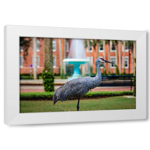 DeLand Bird White Modern Wood Framed Art Print by Malone, Will