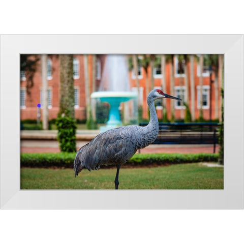 DeLand Bird White Modern Wood Framed Art Print by Malone, Will
