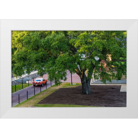 Camaro Through The Park White Modern Wood Framed Art Print by Malone, Will