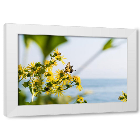 Monarch White Modern Wood Framed Art Print by Malone, Will