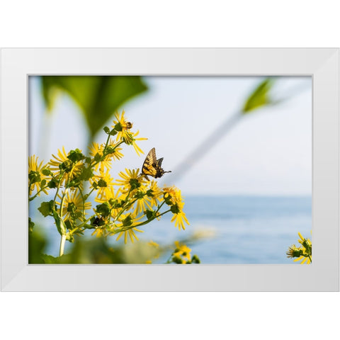 Monarch White Modern Wood Framed Art Print by Malone, Will