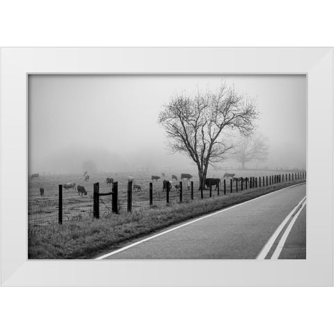 Cows in Fog White Modern Wood Framed Art Print by Malone, Will