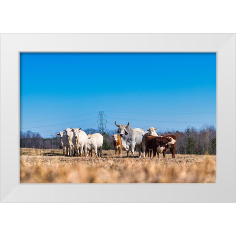 Drawing a Crowd White Modern Wood Framed Art Print by Malone, Will