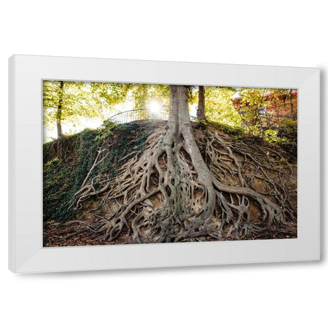 Roots White Modern Wood Framed Art Print by Malone, Will