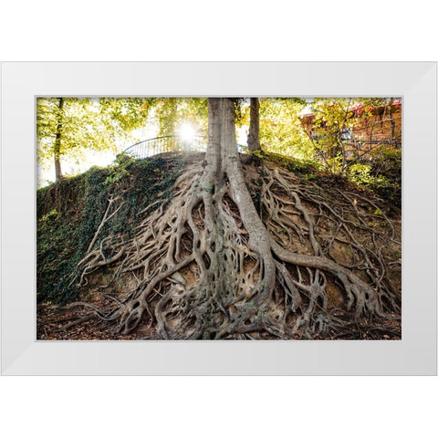 Roots White Modern Wood Framed Art Print by Malone, Will