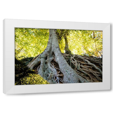 Roots 3 White Modern Wood Framed Art Print by Malone, Will