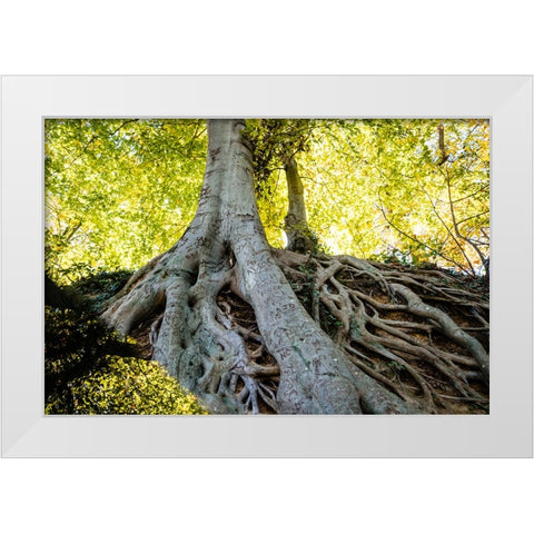 Roots 3 White Modern Wood Framed Art Print by Malone, Will