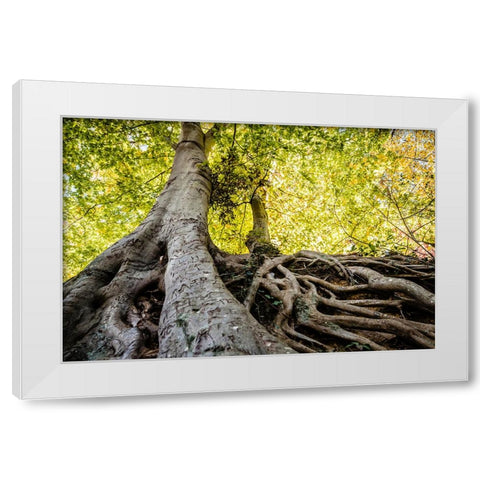 Roots 5 White Modern Wood Framed Art Print by Malone, Will