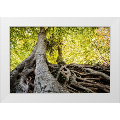 Roots 5 White Modern Wood Framed Art Print by Malone, Will