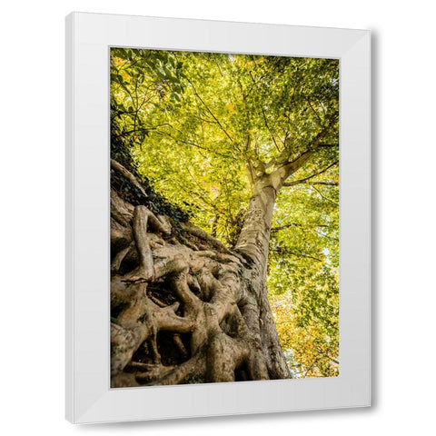 Roots 6 White Modern Wood Framed Art Print by Malone, Will