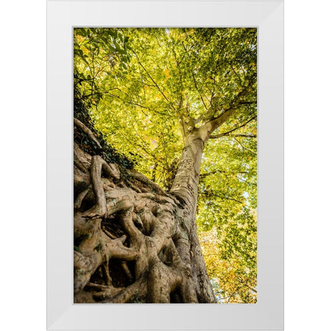 Roots 6 White Modern Wood Framed Art Print by Malone, Will